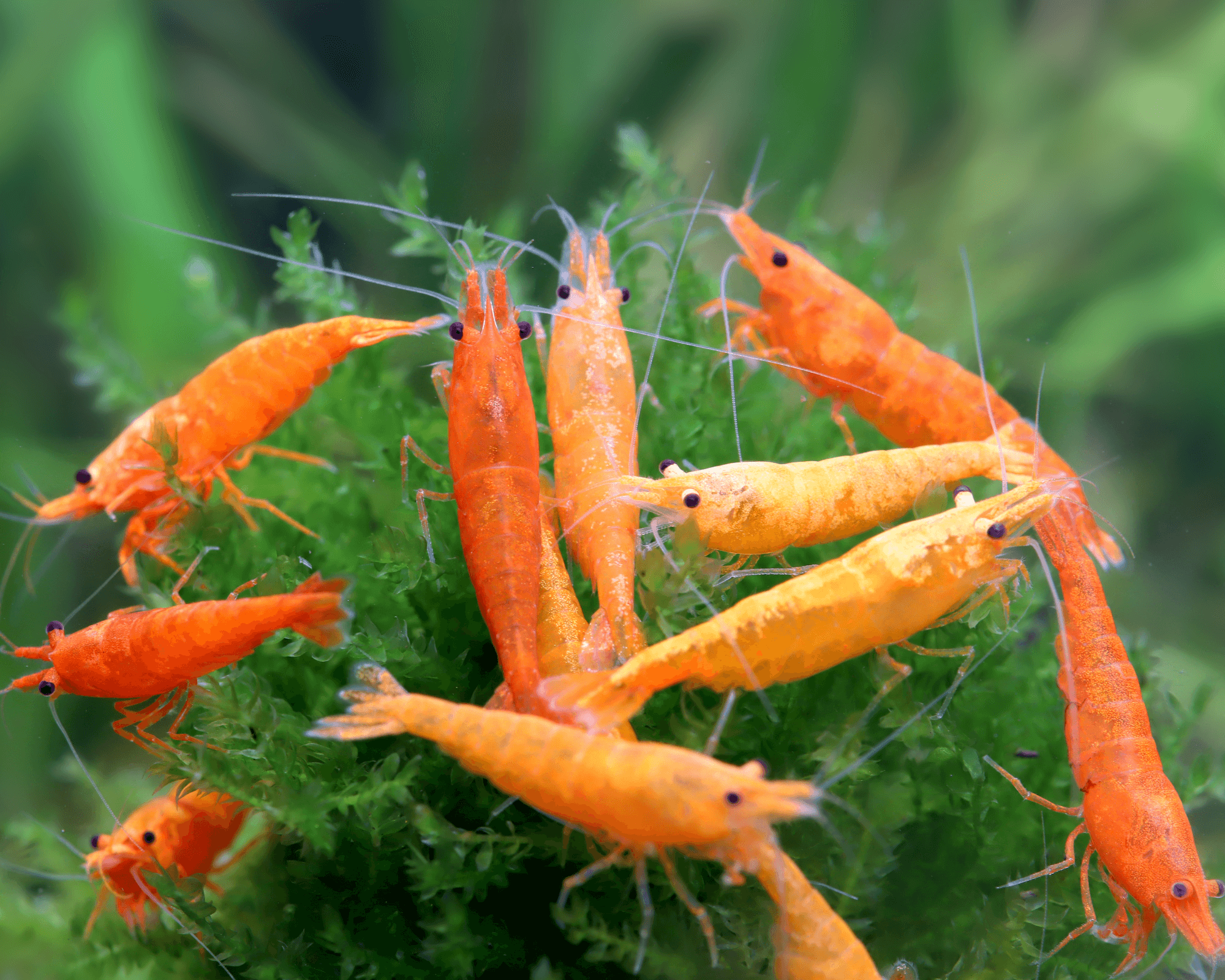 Orange Fire Shrimp: A Vibrant Neocaridina davidi Variant